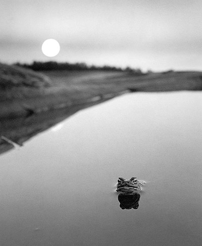 Frog by Pentti Sammallahti