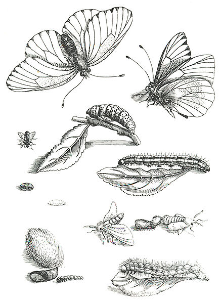 Maria Sibylla Merian, "Erucarum Ortus Alimentum et Paradoxa Metamorphosis" (1679-1717) Erucarum Ortus Alimentum et Paradoxa Metamorphosis (1679-1717)