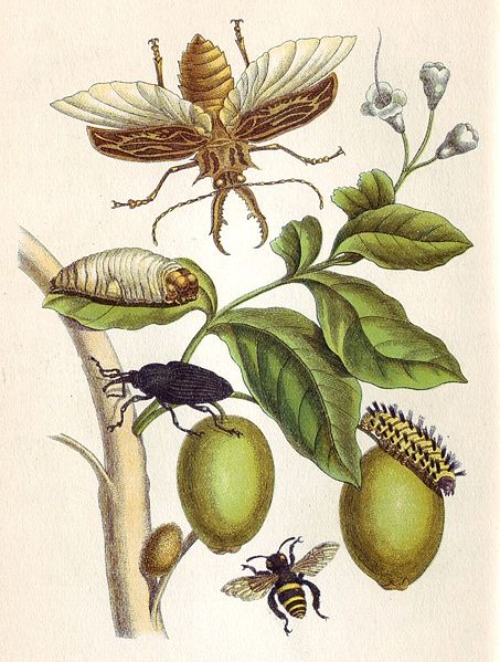 Maria Sibylla Merian, "Metamorphosis insectorum Surinamensium", gravura XLVIII. 1705 Metamorphosis insectorum Surinamensium, Plate XLVIII. 1705