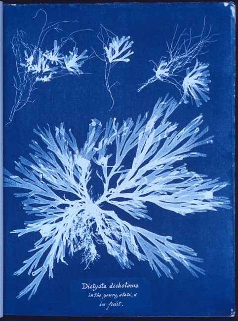 Fotograma de "Algae", feito por Anna Atkins como parte do seu libro "Photographs of British Algae: Cyanotype Impressions" (1843), o primeiro libro composto integramente por imaxes fotográficas. Anna_Atkins_algae_cyanotype