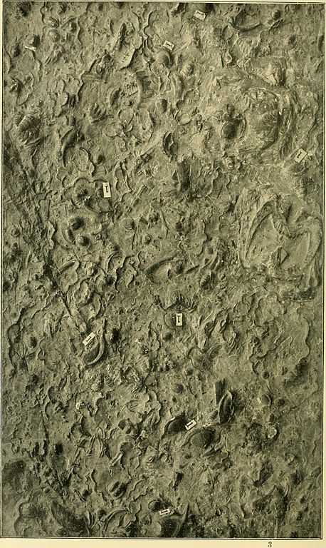 A foto reproduce parte dunha placa calcárea cuberta con restos de fósiles de Trilobites da época Cámbrica Superior, de Yen-tsy-yai, Shantung, China. Obtida polo Rev. Samuel Couling, M.A. The Geological Magazine, déc. V, vol. II, 1905. Geological_magazine_(1905)_(14781892364)