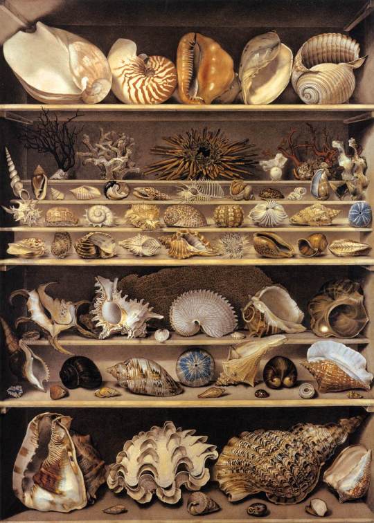 Selección de cunchas dispostas en andeis, por Alexandre-Isidore Leroy De Barde (1777–1828) Alexandre-Isidore_Leroy_De_Barde_-_Selection_of_Shells_Arranged_on_Shelves_-_WGA12903