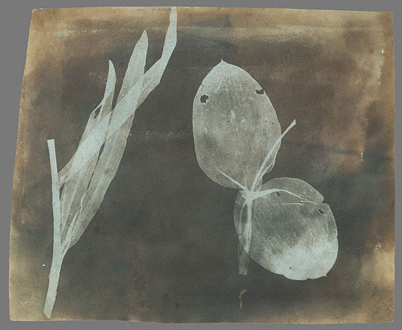 William_Henry_Fox_Talbot_-_Leaves_of_Orchidea