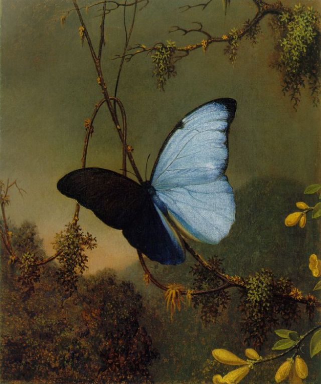 Martin_Johnson_Heade_-Blue_Morpho_Butterfly_ATC